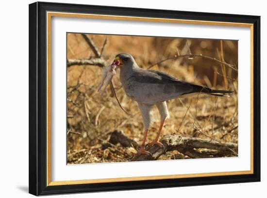 Pale Chanting Goshawk Eating Rodent-Mary Ann McDonald-Framed Photographic Print