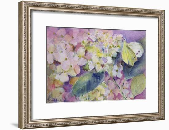 Pale Clouded Yellow Butterfly, Colias Hyale on Hydrangea-Karen Armitage-Framed Giclee Print