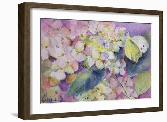 Pale Clouded Yellow Butterfly, Colias Hyale on Hydrangea-Karen Armitage-Framed Giclee Print