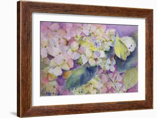 Pale Clouded Yellow Butterfly, Colias Hyale on Hydrangea-Karen Armitage-Framed Giclee Print