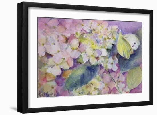 Pale Clouded Yellow Butterfly, Colias Hyale on Hydrangea-Karen Armitage-Framed Giclee Print