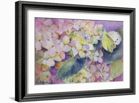 Pale Clouded Yellow Butterfly, Colias Hyale on Hydrangea-Karen Armitage-Framed Giclee Print