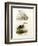 Pale-Faced Sheatbill, 1864-null-Framed Giclee Print