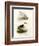 Pale-Faced Sheatbill, 1864-null-Framed Giclee Print