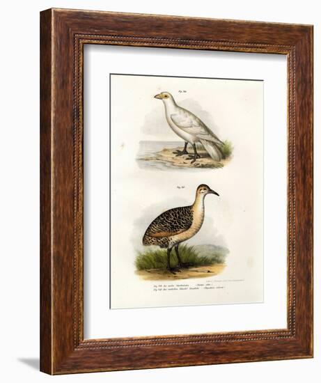 Pale-Faced Sheatbill, 1864-null-Framed Giclee Print