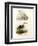 Pale-Faced Sheatbill, 1864-null-Framed Giclee Print