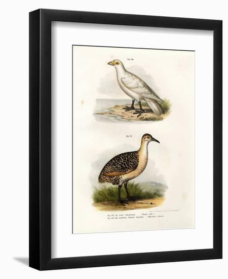 Pale-Faced Sheatbill, 1864-null-Framed Giclee Print