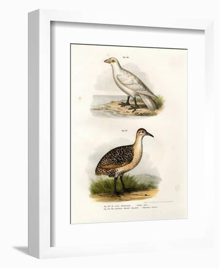 Pale-Faced Sheatbill, 1864-null-Framed Giclee Print