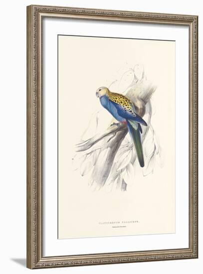 Pale Headed Parakeet-Edward Lear-Framed Premium Giclee Print