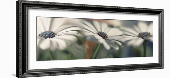 Pale ladies-Heidi Westum-Framed Photographic Print