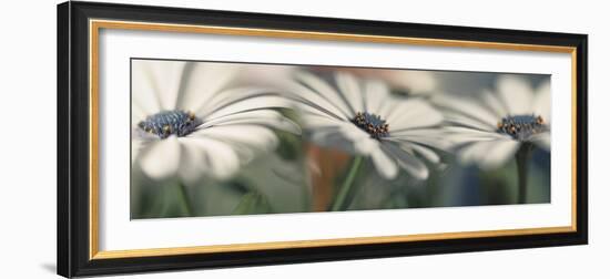 Pale ladies-Heidi Westum-Framed Photographic Print