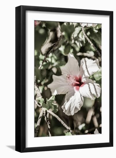 Pale Pink Hibiscus-Shot by Clint-Framed Giclee Print