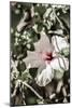 Pale Pink Hibiscus-Shot by Clint-Mounted Giclee Print