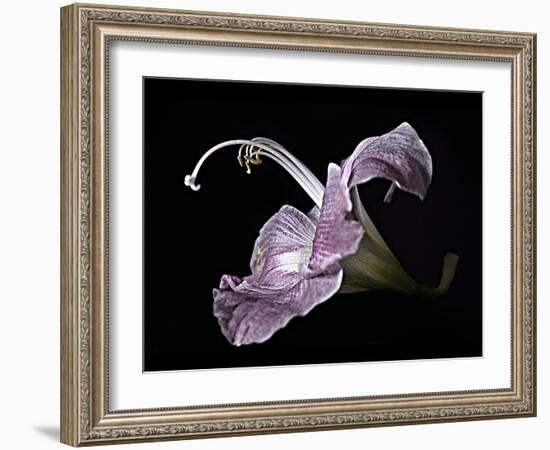 Pale Pink Lily-Lori Hutchison-Framed Photographic Print