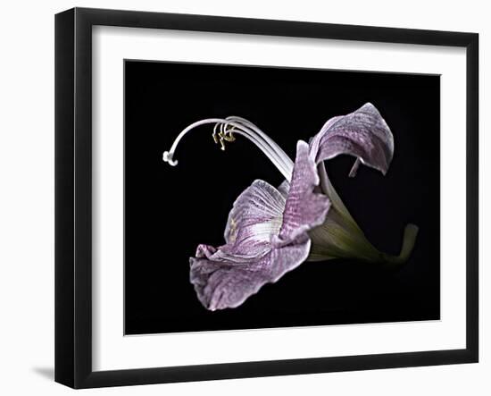 Pale Pink Lily-Lori Hutchison-Framed Photographic Print