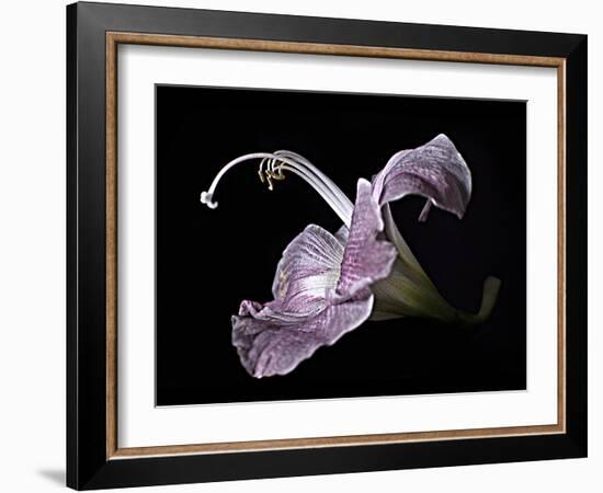 Pale Pink Lily-Lori Hutchison-Framed Photographic Print