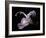 Pale Pink Lily-Lori Hutchison-Framed Photographic Print