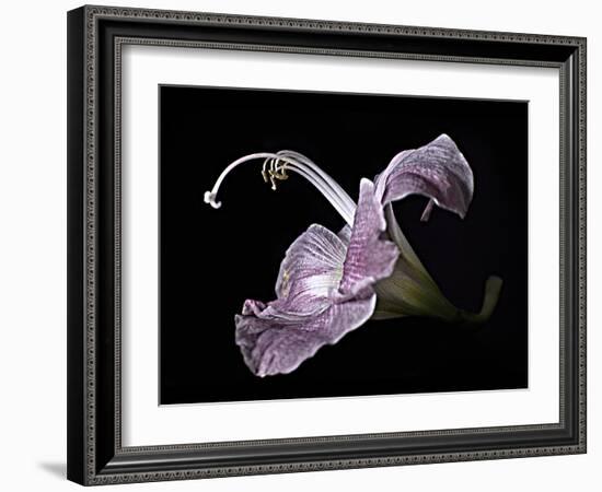 Pale Pink Lily-Lori Hutchison-Framed Photographic Print