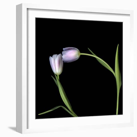 Pale Pink Tulip-Magda Indigo-Framed Photographic Print