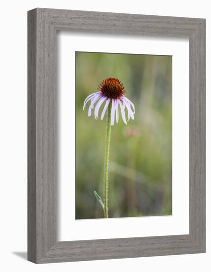 Pale Purple Coneflower in North Dakota, USA-Chuck Haney-Framed Photographic Print