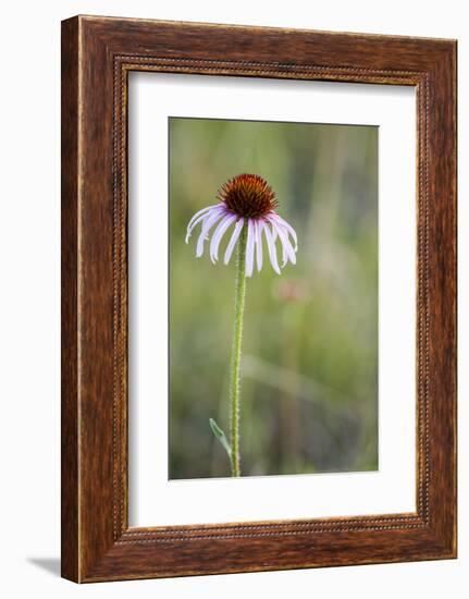 Pale Purple Coneflower in North Dakota, USA-Chuck Haney-Framed Photographic Print