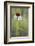 Pale Purple Coneflower in North Dakota, USA-Chuck Haney-Framed Photographic Print
