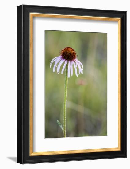 Pale Purple Coneflower in North Dakota, USA-Chuck Haney-Framed Photographic Print