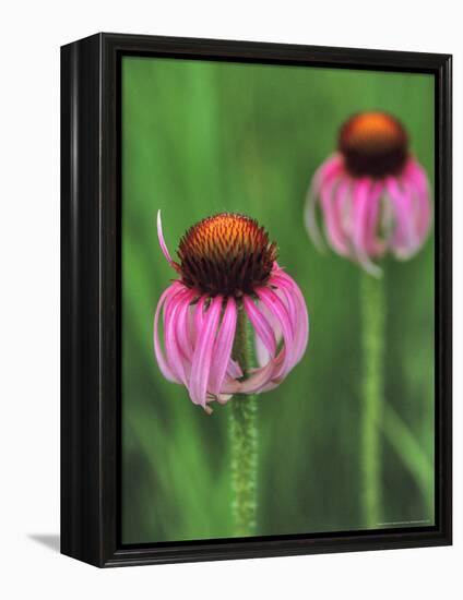 Pale Purple Coneflower-Chuck Haney-Framed Premier Image Canvas