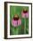 Pale Purple Coneflower-Chuck Haney-Framed Photographic Print