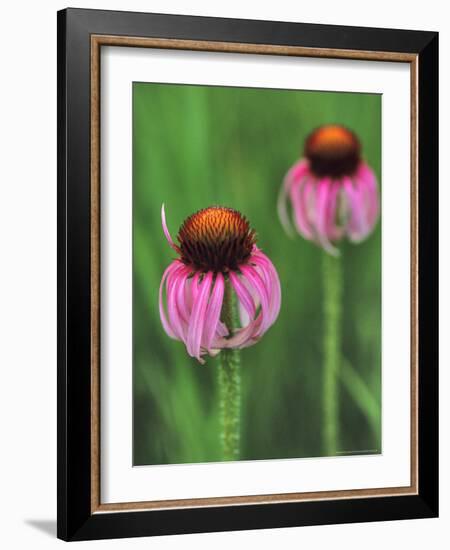 Pale Purple Coneflower-Chuck Haney-Framed Photographic Print