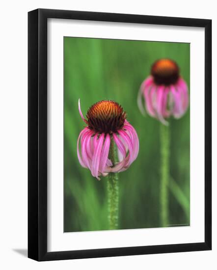 Pale Purple Coneflower-Chuck Haney-Framed Photographic Print