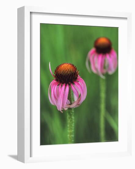 Pale Purple Coneflower-Chuck Haney-Framed Photographic Print