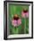 Pale Purple Coneflower-Chuck Haney-Framed Photographic Print