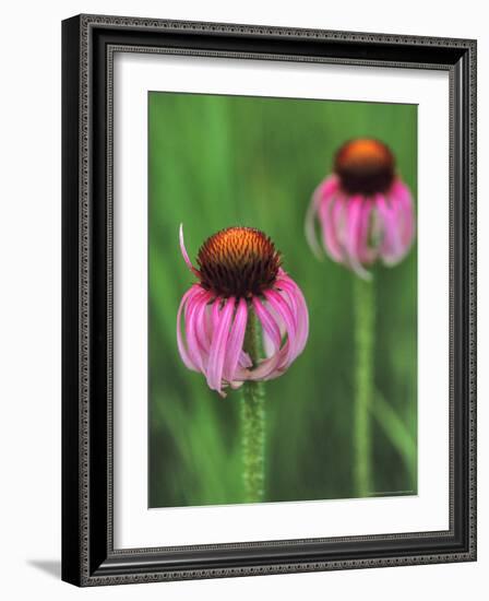 Pale Purple Coneflower-Chuck Haney-Framed Photographic Print