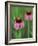 Pale Purple Coneflower-Chuck Haney-Framed Photographic Print