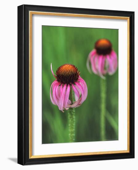 Pale Purple Coneflower-Chuck Haney-Framed Photographic Print