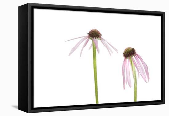 Pale Purple Coneflowers. Marion County, Illinois, USA.-Richard & Susan Day-Framed Premier Image Canvas