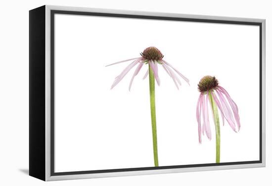Pale Purple Coneflowers. Marion County, Illinois, USA.-Richard & Susan Day-Framed Premier Image Canvas