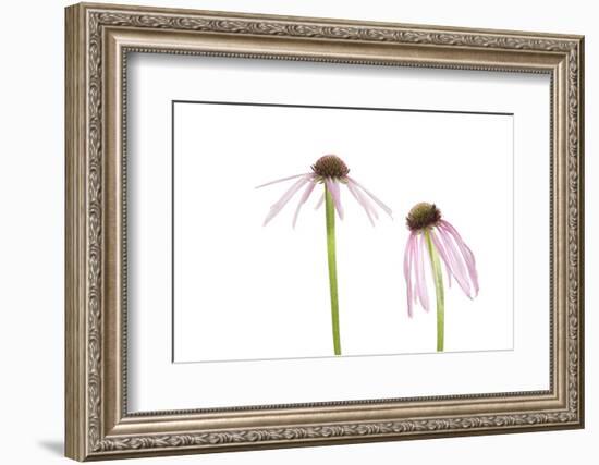 Pale Purple Coneflowers. Marion County, Illinois, USA.-Richard & Susan Day-Framed Photographic Print