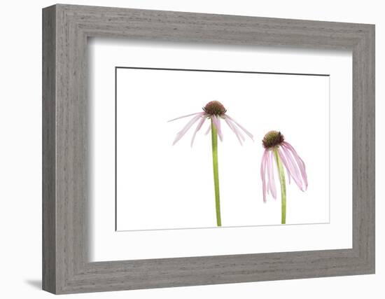 Pale Purple Coneflowers. Marion County, Illinois, USA.-Richard & Susan Day-Framed Photographic Print