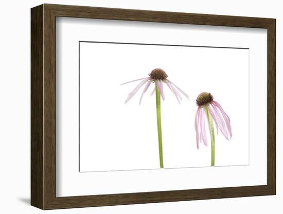 Pale Purple Coneflowers. Marion County, Illinois, USA.-Richard & Susan Day-Framed Photographic Print