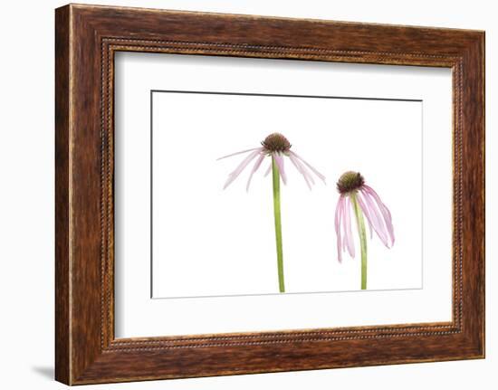 Pale Purple Coneflowers. Marion County, Illinois, USA.-Richard & Susan Day-Framed Photographic Print