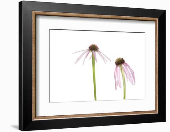 Pale Purple Coneflowers. Marion County, Illinois, USA.-Richard & Susan Day-Framed Photographic Print