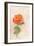 Pale Rose, 1980s-George Adamson-Framed Giclee Print