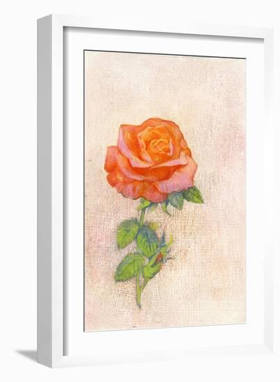 Pale Rose, 1980s-George Adamson-Framed Giclee Print