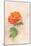 Pale Rose, 1980s-George Adamson-Mounted Giclee Print
