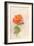 Pale Rose, 1980s-George Adamson-Framed Giclee Print