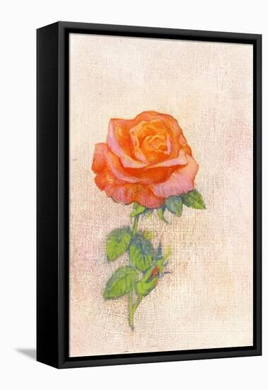 Pale Rose, 1980s-George Adamson-Framed Premier Image Canvas