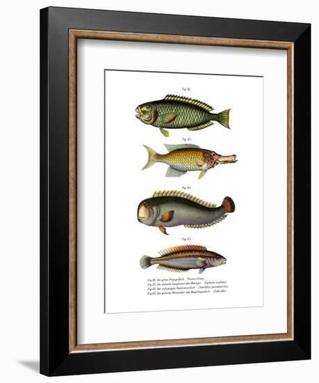 Palecheek Parrotfish-null-Framed Giclee Print