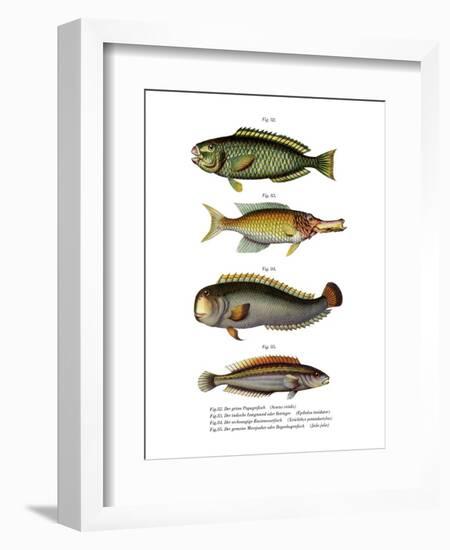 Palecheek Parrotfish-null-Framed Giclee Print